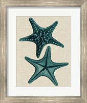 Framed Coastal Starfish II