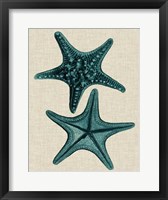 Framed Coastal Starfish II