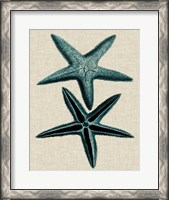Framed Coastal Starfish III