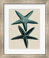 Framed Coastal Starfish III