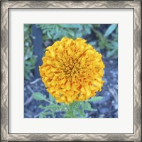 Framed Marigold I