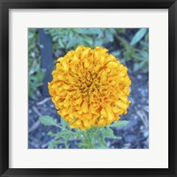 Framed Marigold I