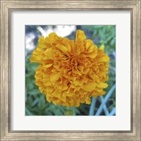 Framed Marigold II