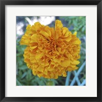 Framed Marigold II