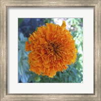 Framed Marigold III