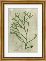 Framed Emerald Seaweed III