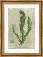 Framed Emerald Seaweed IV