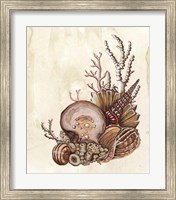 Framed Baroque Nautilus I