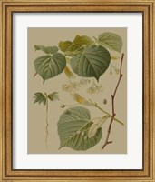 Framed Forest Foliage I