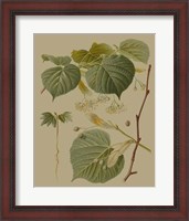 Framed Forest Foliage I