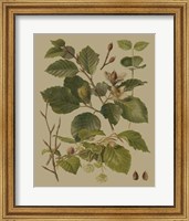 Framed Forest Foliage III