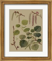 Framed Forest Foliage IV