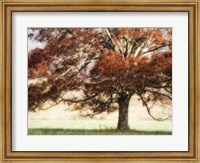 Framed Sunbathed Oak I