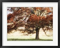 Framed Sunbathed Oak I