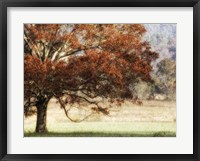 Sunbathed Oak II Framed Print