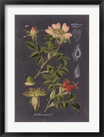 Framed Midnight Botanical I