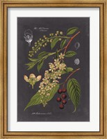 Framed Midnight Botanical II