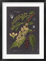 Midnight Botanical II Framed Print