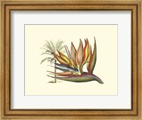 Framed Bird of Paradise I