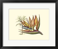 Bird of Paradise I Framed Print