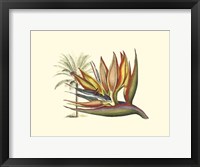 Framed Bird of Paradise I