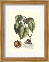 Framed Royal Botanical I