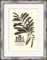 Framed Royal Botanical III