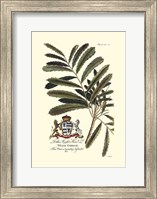 Framed Royal Botanical III