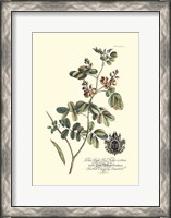 Framed Royal Botanical IV