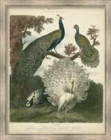 Framed Peacock Gathering