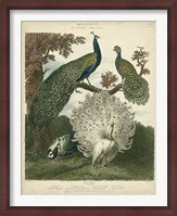 Framed Peacock Gathering