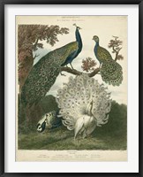 Framed Peacock Gathering