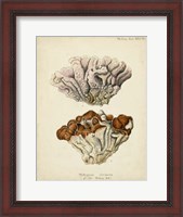 Framed Coral Collection II
