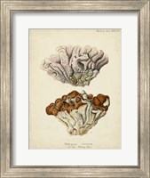 Framed Coral Collection II