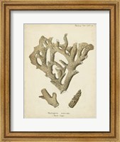 Framed Coral Collection IV