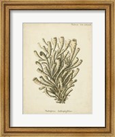 Framed Coral Collection IX
