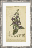 Framed Floral Botanica IV