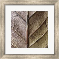 Framed Organic Elements II