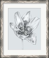 Framed Silvery Blue Tulips II