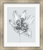 Framed Silvery Blue Tulips II