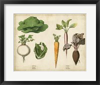 Framed Kitchen Vegetables & Roots I