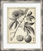 Framed Passiflora I