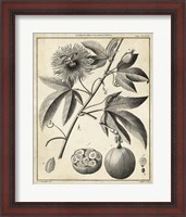 Framed Passiflora I