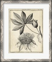 Framed Passiflora II