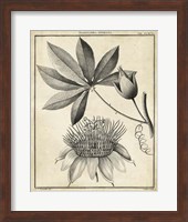 Framed Passiflora II