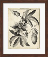 Framed Passiflora III