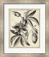 Framed Passiflora III