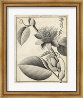 Framed Passiflora IV