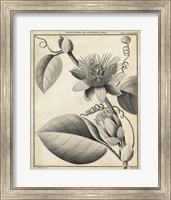 Framed Passiflora IV