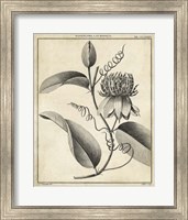 Framed Passiflora V